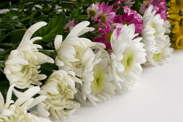 葬儀に使われる花の種類をご紹介！供花、花環、枕花、献花…どう違う？